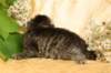eunikebrownmackerelgirlsibn236_small.jpg