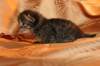 img_3134_small.jpg
