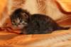 img_3135_small.jpg