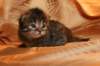 img_3139_small.jpg