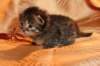 img_3148_small.jpg