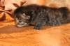 img_3154_small.jpg
