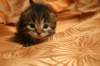 img_3251_small.jpg