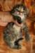 img_3266_small.jpg