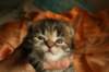 img_3268_small.jpg