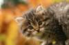 img_4900_small.jpg
