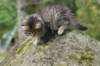 img_6737_small.jpg