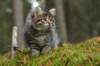 img_6784_small.jpg