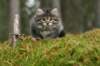 img_6788_small.jpg