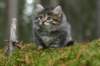 img_6831_small.jpg