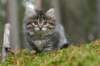 img_6832_small.jpg