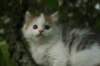 eliaboy7weeks22_small.jpg