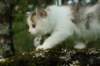 eliaboy7weeks32_small.jpg