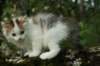 eliaboy7weeks36_small.jpg