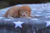 eliazarboysibd242312_small.jpg