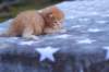 eliazarboysibd24234_small.jpg