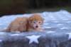 eliazarboysibd24237_small.jpg