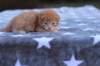 eliazarboysibd24239_small.jpg