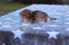 eliphaiboysibny242310_small.jpg