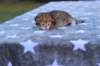 eliphaiboysibny242311_small.jpg