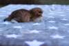 eliphaiboysibny242312_small.jpg