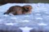 eliphaiboysibny242313_small.jpg