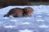 eliphaiboysibny242314_small.jpg