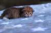 eliphaiboysibny24231_small.jpg