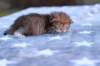 eliphaiboysibny24232_small.jpg