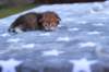 eliphaiboysibny24233_small.jpg