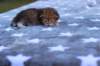 eliphaiboysibny24234_small.jpg