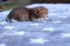 eliphaiboysibny24235_small.jpg