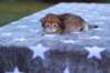 eliphaiboysibny24238_small.jpg