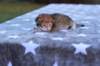 eliphaiboysibny24239_small.jpg