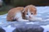 emmanuelboyd0324231_small.jpg