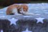 emmanuelboyd0324235_small.jpg