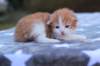 emmanuelboyd0324239_small.jpg