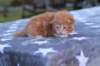 enochboysibd224_small.jpg