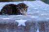 ephratahgirlsibf2212_small.jpg