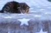 ephratahgirlsibf2214_small.jpg