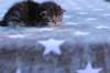 ephratahgirlsibf2215_small.jpg