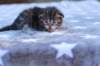 ephratahgirlsibf2218_small.jpg