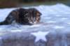 ephratahgirlsibf2220_small.jpg