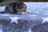 esthergirlsibn24231_small.jpg