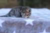 esthergirlsibn24233_small.jpg