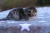 esthergirlsibn24237_small.jpg