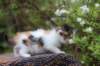 eden4weeks56107_small.jpg
