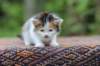 eden4weeks5673_small.jpg
