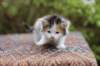 eden4weeks5675_small.jpg