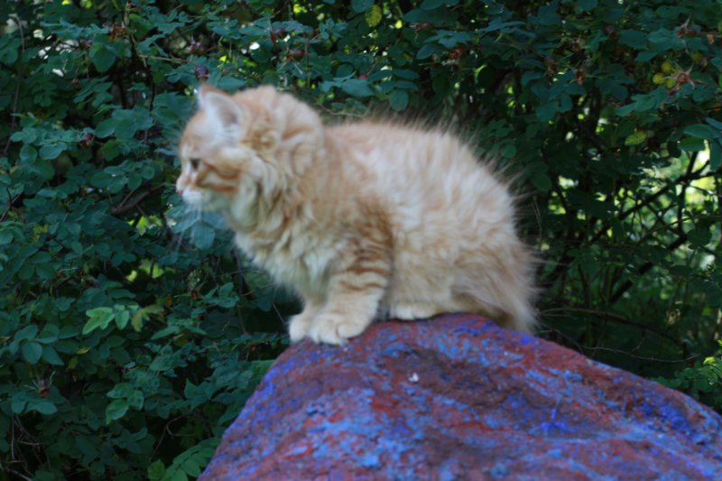 eliazar115viikkoa27715.jpg